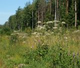 Angelica sylvestris. Цветущие растения. Московская обл., Раменский р-н, окр. ж.-д. платформы Хрипань, просека под ЛЭП. 13.07.2014.