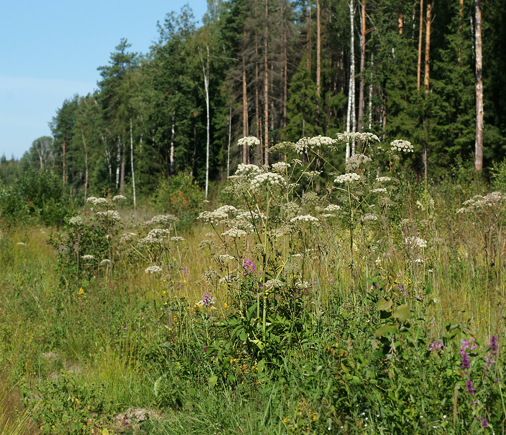 Изображение особи Angelica sylvestris.