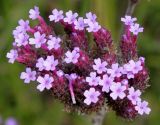 Verbena bonariensis