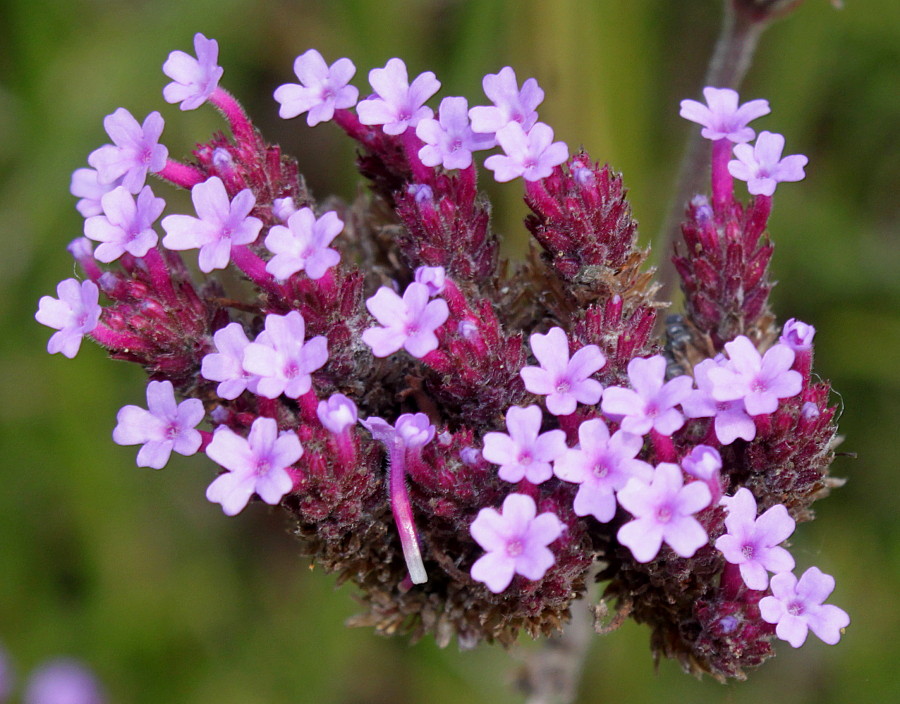 Изображение особи Verbena bonariensis.