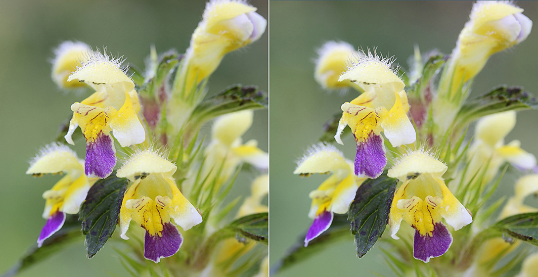 Изображение особи Galeopsis speciosa.