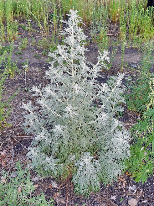 Image of Artemisia sieversiana specimen.