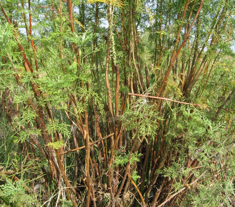 Изображение особи Artemisia abrotanum.