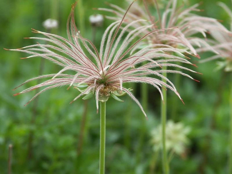 Image of Sieversia pentapetala specimen.