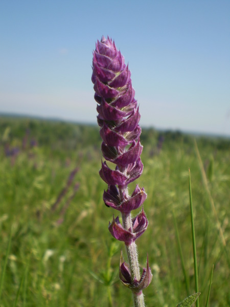 Image of Salvia nemorosa specimen.