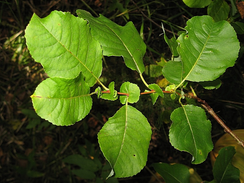 Image of Salix pyrolifolia specimen.