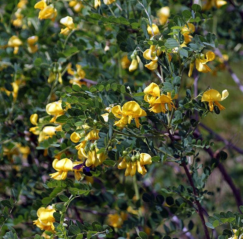 Image of Colutea cilicica specimen.