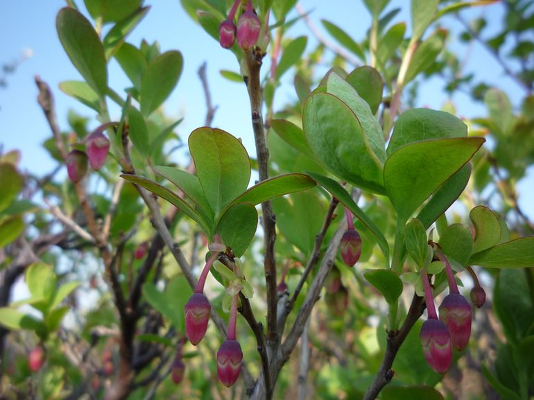 Image of Vaccinium uliginosum specimen.