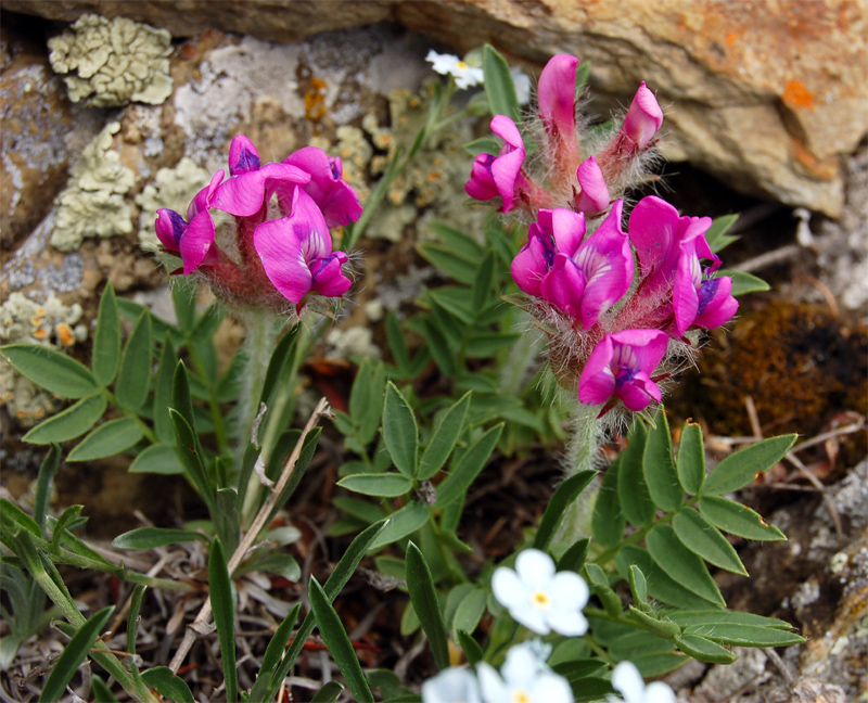 Изображение особи Oxytropis setosa.