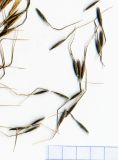 Achnatherum sibiricum