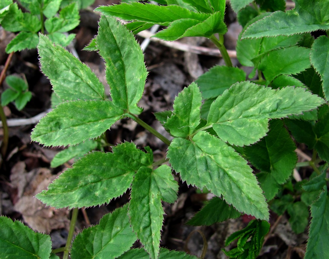 Image of Aegopodium podagraria specimen.