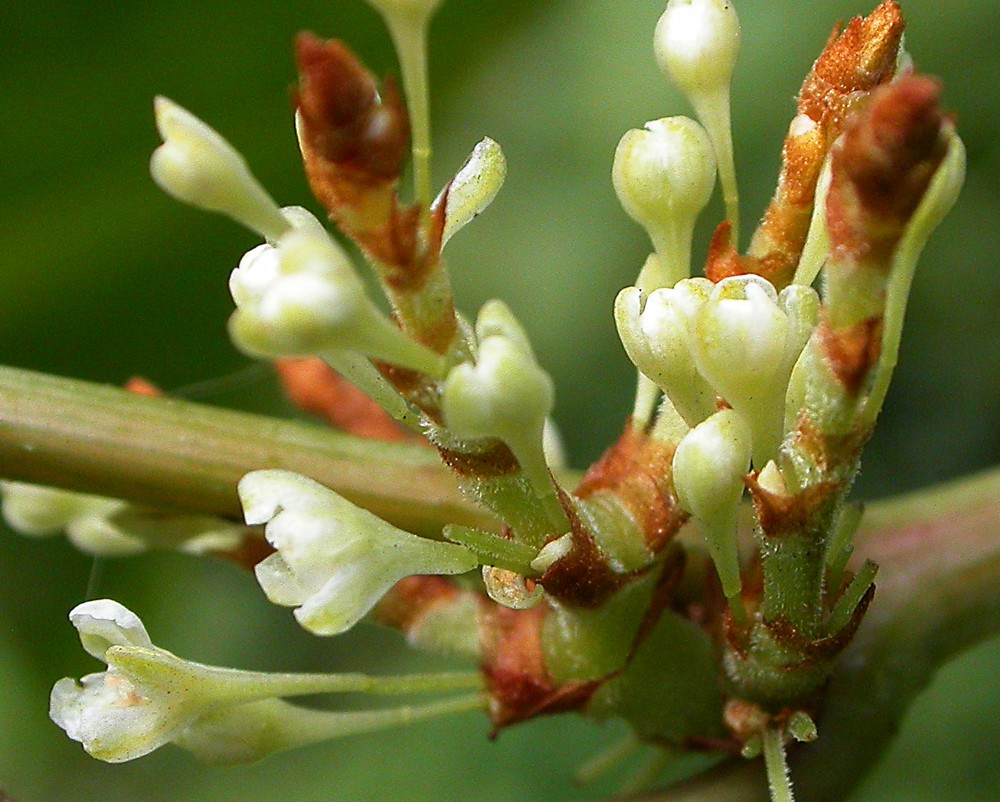 Изображение особи Reynoutria &times; bohemica.