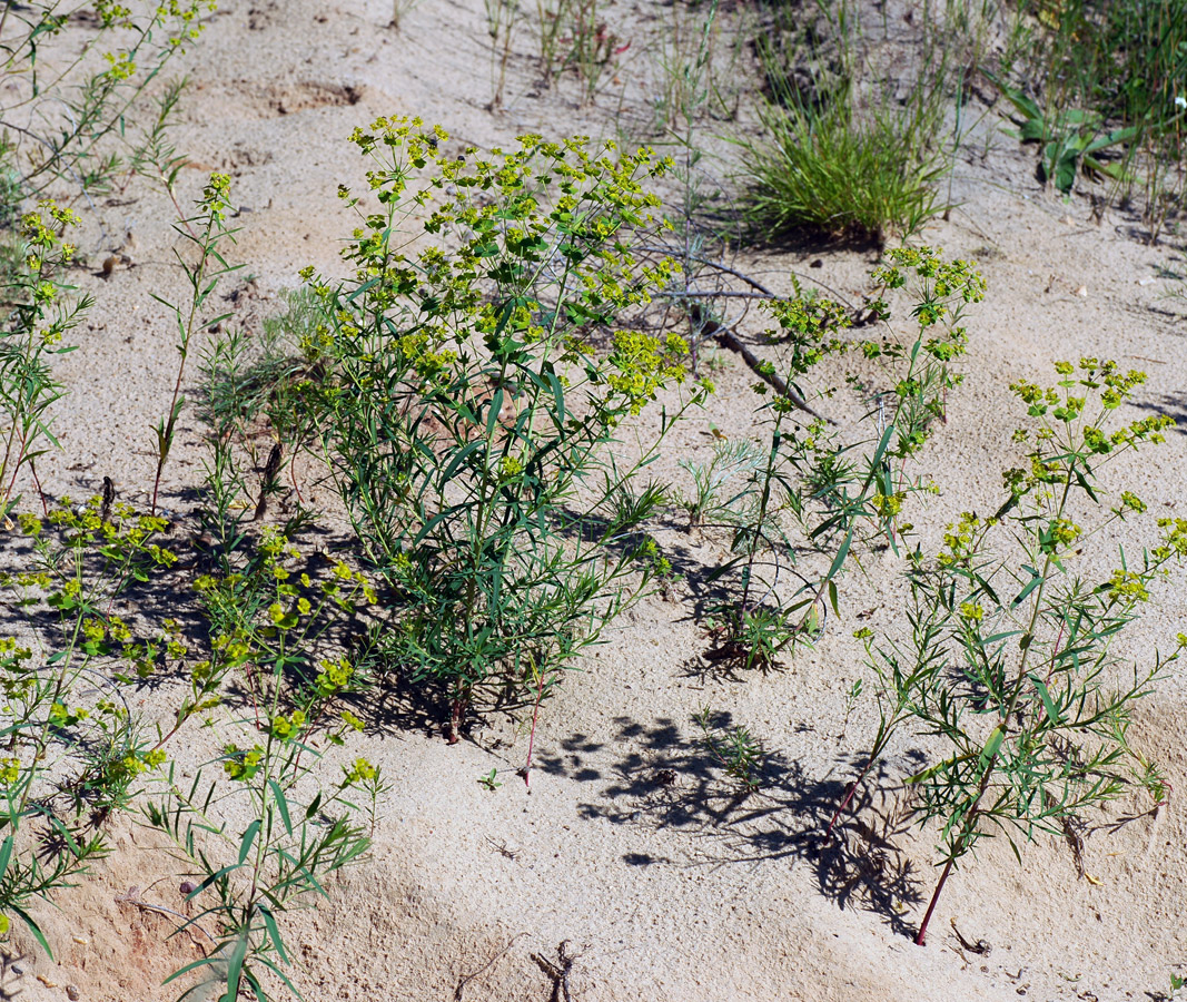 Image of Euphorbia virgata specimen.