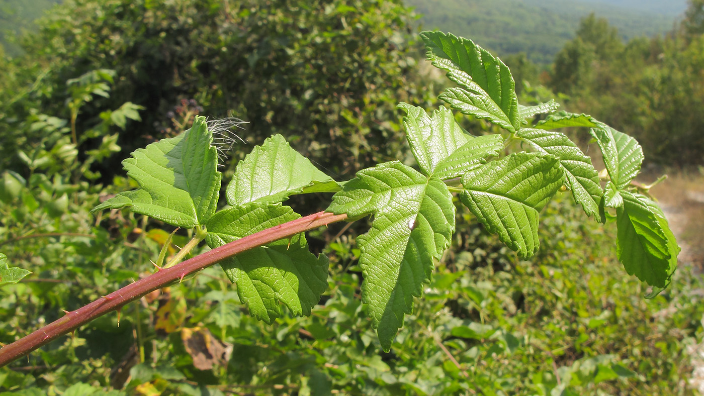 Image of Rubus lloydianus specimen.