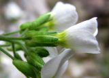 Arabis caucasica