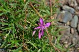 Chamaenerion colchicum