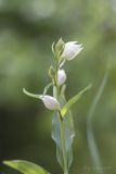 Cephalanthera damasonium