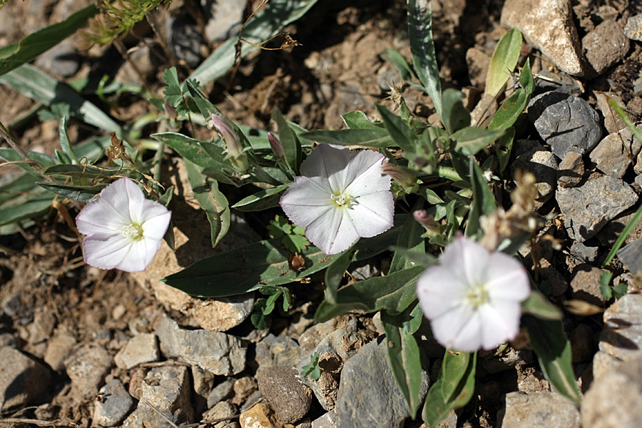 Изображение особи Convolvulus lineatus.