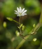 Stellaria