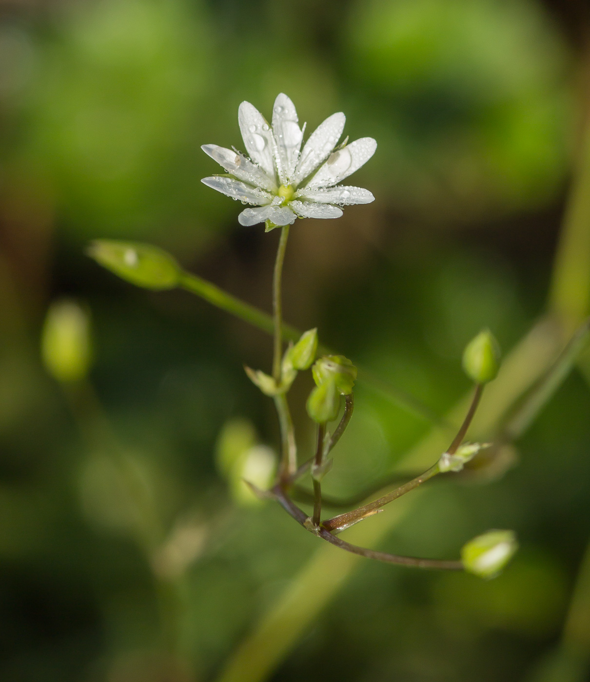 Изображение особи род Stellaria.