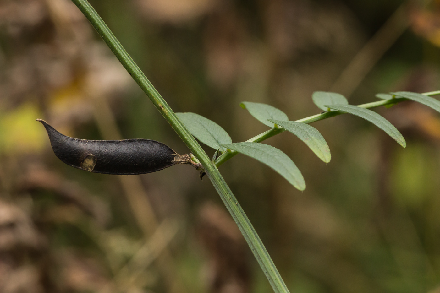 Image of Vicia sepium specimen.