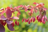 Berberis vulgaris. Верхушки побегов с соплодиями и без. Ростовская обл., г. Таганрог, в культуре на газоне. 10.09.2015.