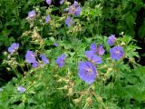 Geranium pratense