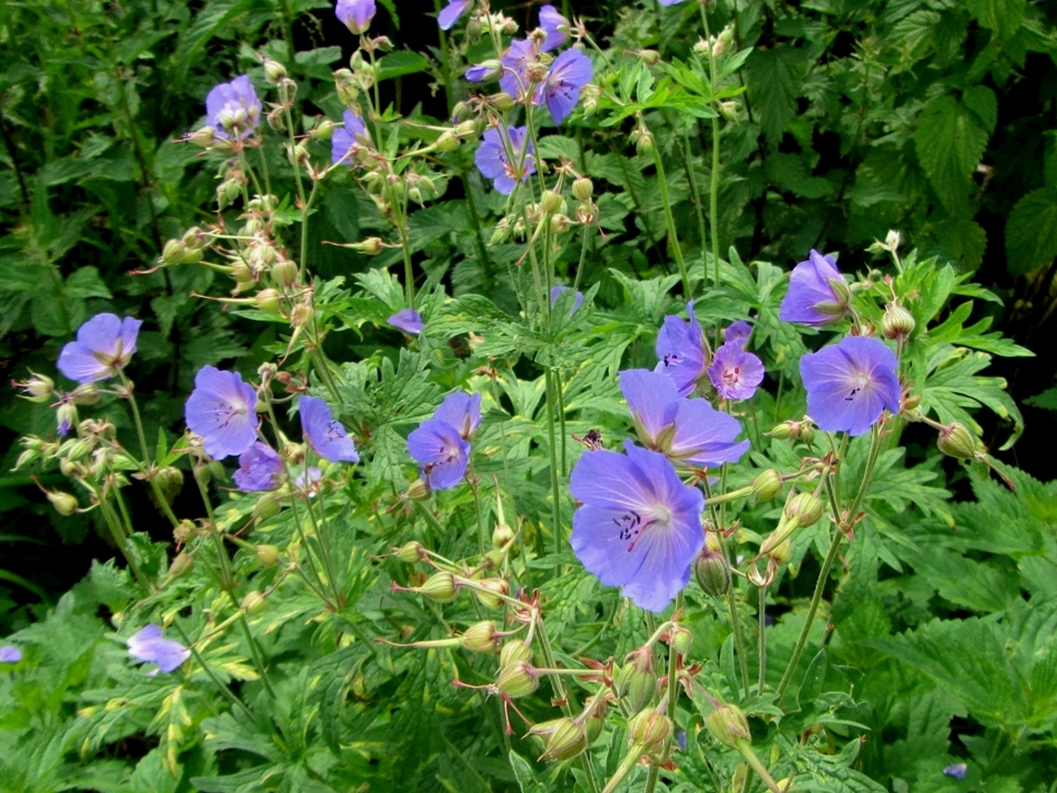 Image of Geranium pratense specimen.