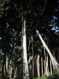 Ficus подвид columnaris