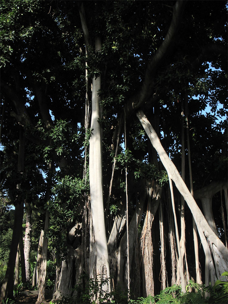 Image of Ficus macrophylla ssp. columnaris specimen.