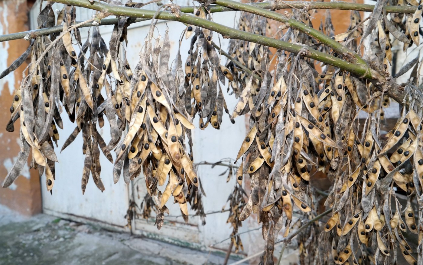 Image of Laburnum anagyroides specimen.