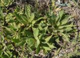 Cirsium alatum