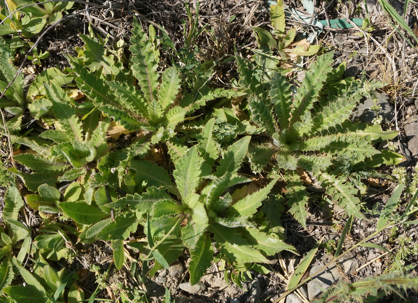 Изображение особи Cirsium alatum.