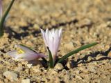 Colchicum ritchiei