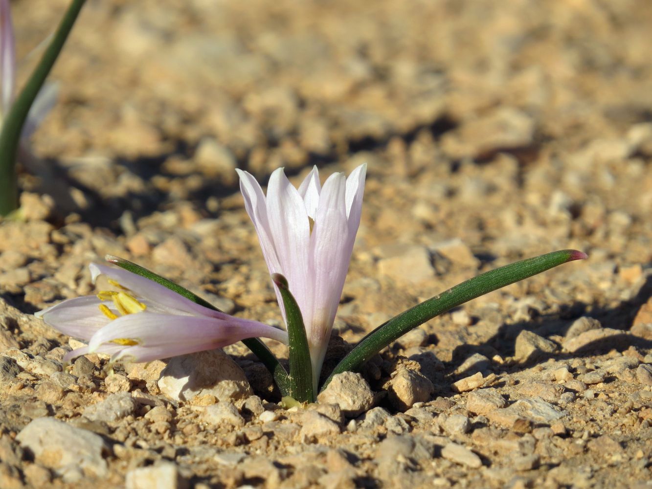 Изображение особи Colchicum ritchiei.