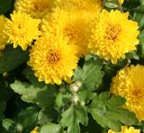 Chrysanthemum indicum