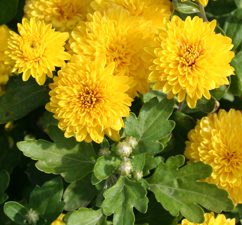 Image of Chrysanthemum indicum specimen.