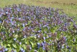 Anchusa thessala