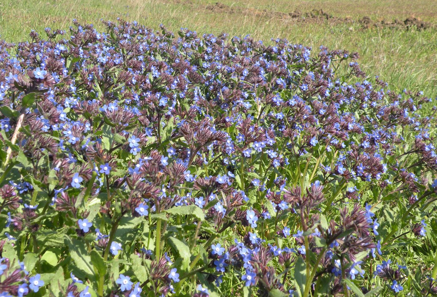 Image of Anchusa thessala specimen.