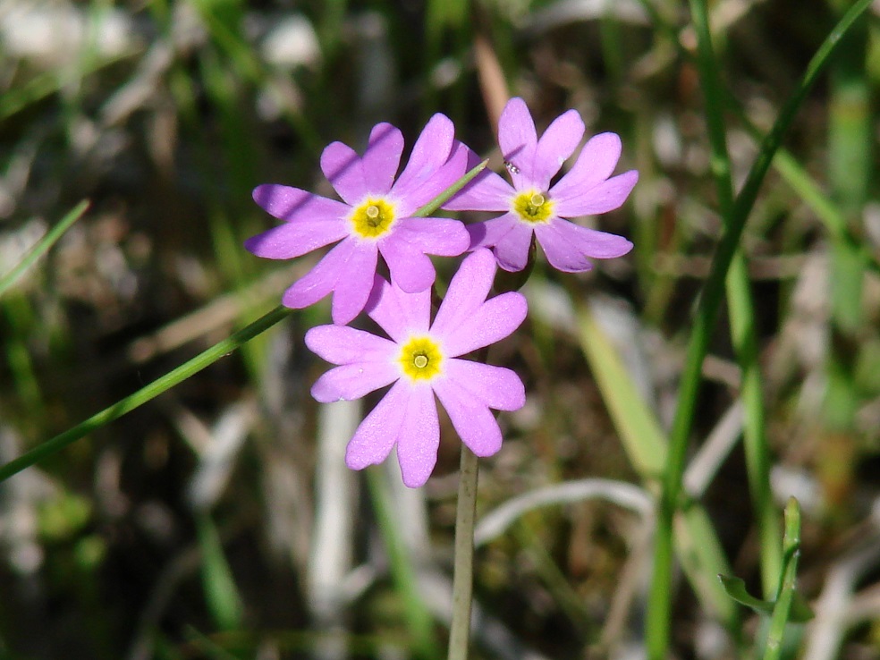 Изображение особи Primula nutans.