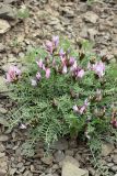 Astragalus pachyrrhizus