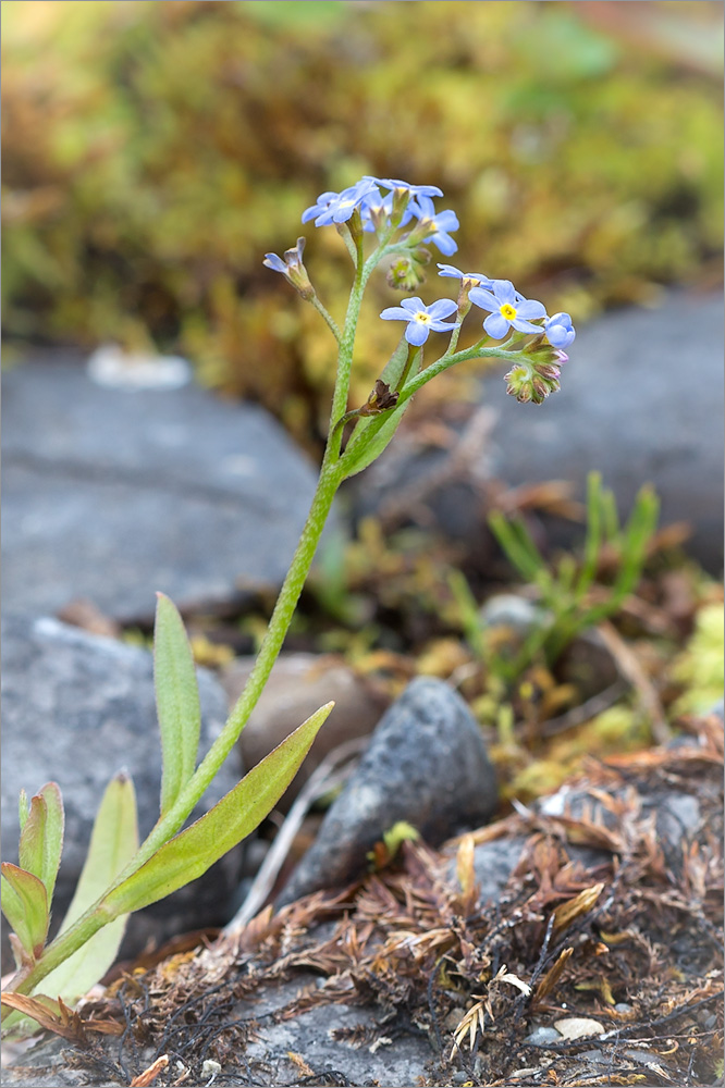 Изображение особи Myosotis palustris.