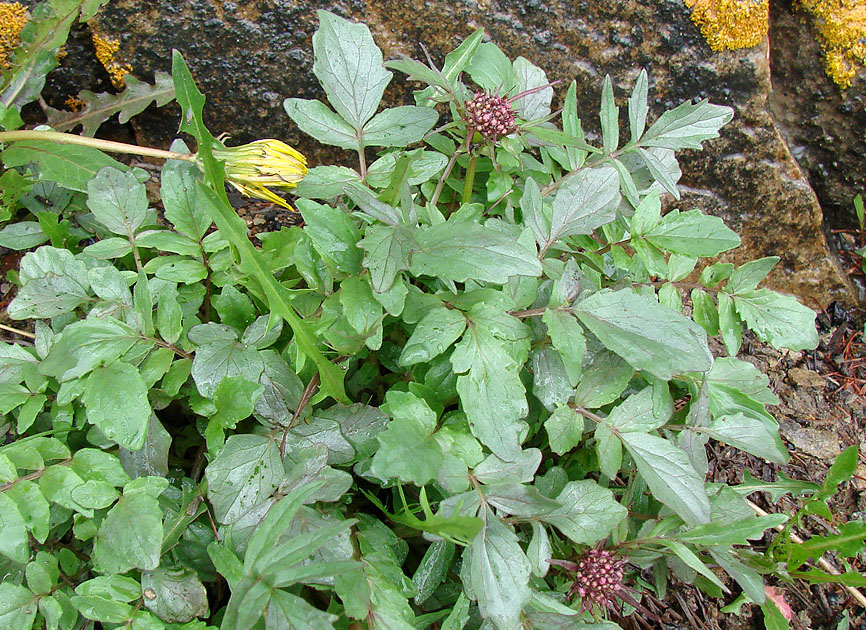 Image of Valeriana alternifolia specimen.
