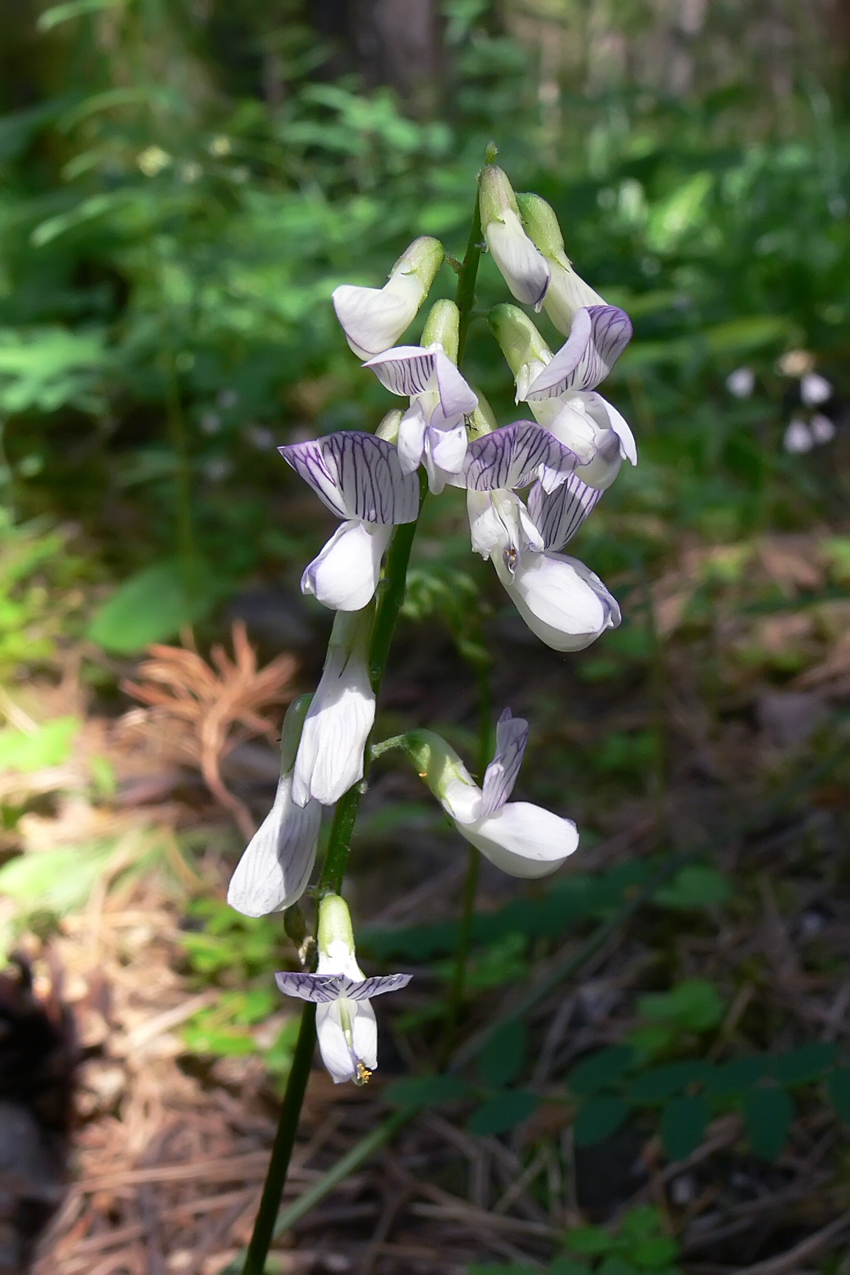 Image of Vicia sylvatica specimen.