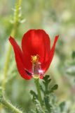 Glaucium corniculatum. Цветок с удаленным лепестком. Украина, Днепропетровская обл., Криворожский р-н, окр. с. Новосёловка, насыпь вдоль автодороги Н-11. 17.05.2015.