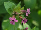 Melandrium dioicum
