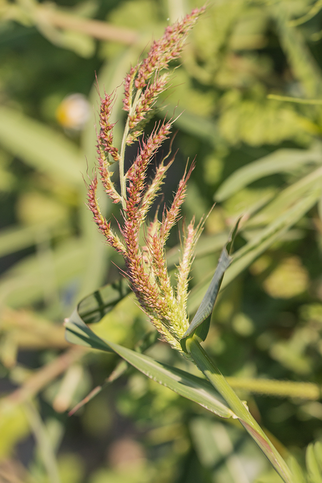 Изображение особи Echinochloa crus-galli.