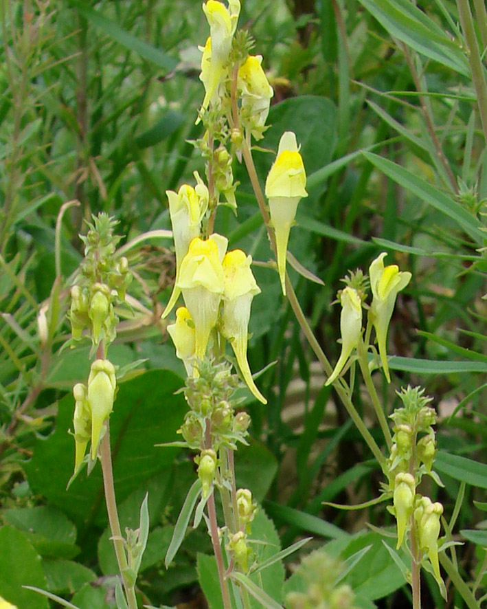 Image of Linaria vulgaris specimen.