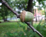 Quercus rubra. Созревающий жёлудь. Москва, Перово, Перовский парк, берег Советского пруда, в культуре. 03.08.2015.