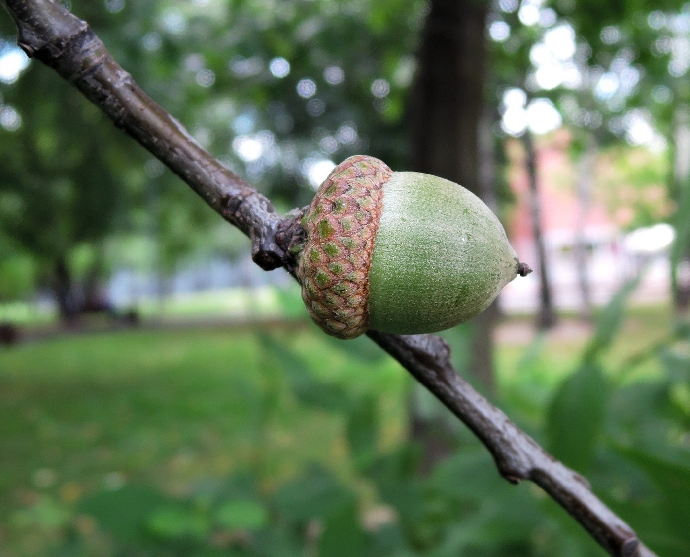 Изображение особи Quercus rubra.